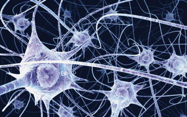 Descubierta una nueva función de la proteína priónica neuronal que permite conocer más la epilepsia 