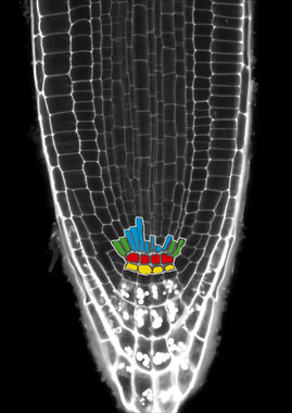 <p>Raíz de Arabidopsis vista con microscopía confocal. Las células madre se han marcado con distintos colores: en rojo se ven las células madre reservorio, en el resto de colores se marcan las células madre de distintos tejidos / F.Lozano</p>