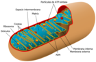Estructura de una mitocondria.