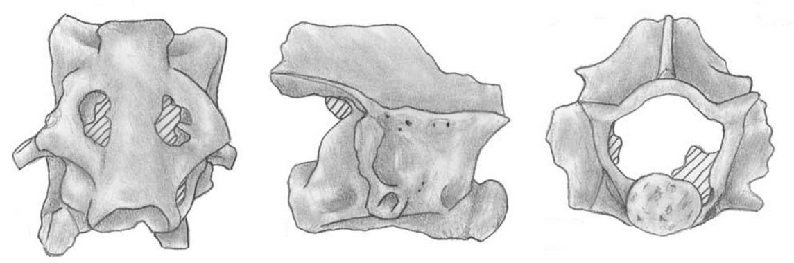 <p>Restos fósiles del tritón palmeado. Ilustración: IPHES.</p>