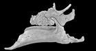 Descubren en Huesca una especie de dinosaurios desconocida en Europa 