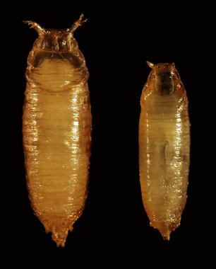 <p>Los animales que no tienen <em>bantam</em> (derecha) son más pequeños debido a los niveles anormalmente altos de hormonas esteroides. / © Lab M. Milán. Autor: Laura Boulan</p>
