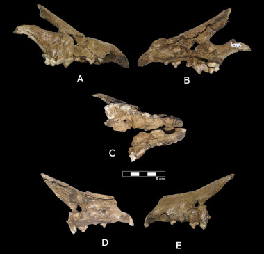 <p>Cráneo fósil de <em>Canis othmanii</em> sp. nov. (OS10-02): A) vista lateral derecha; B) vista medial derecha; C) vista oclusal; D) vista medial izquierda; E) vista lateral izquierda. Escala: 5 cm. / IPHES</p>