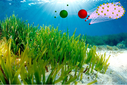 Descubren que las praderas submarinas de posidonia en Baleares son imprescindibles para la diversidad de la especie 