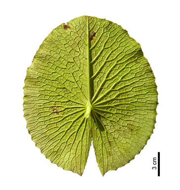 universidad zaragoza, paleontología, plantas