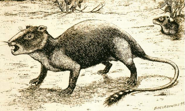<p>Recreación de Ibérica hanni, el pequeño mamífero descubierto en la localidad turolense de Galve. Foto: UNIZAR. </p>