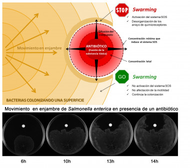 Modelo del comportamiento de una colonia bacteriana de Salmonella enterica ante el antibiótico- UAB