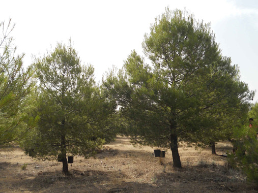 <p>Pinos con las macetas colocadas al azar para la recogida del desfronde, formado por acículas, ramillas, material leñoso y otros materiales / Fundación Descubre</p>
