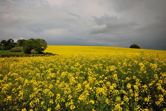 <p>Cultivo dedicado a la producción de biocombustibles. Imagen: UCO.</p>