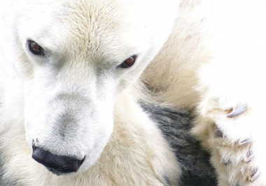 <p>El pelo del oso polar encierra aire dentro de cada fibra para conseguir un buen aislamiento térmico. / <a href="https://www.flickr.com/photos/arcticwoof/7640192008/sizes/l" target="_blank">Arctic Wolf Pictures</a>.</p>