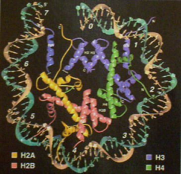 Diseñan una vacuna contra la leishmaniosis 