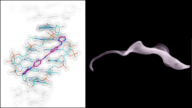 Izquierda: Detalle que muestra la hendidura menor del ADN y el fármaco FR60 perfectamente alojado. La nube de electrones perfila y localiza cada átomo como resultado de los análisis de los datos obtenidos en la línea XALOC del Sincrotrón ALBA. Derecha: El parásito Trypanosoma brucei. / Leandro Lemgruber