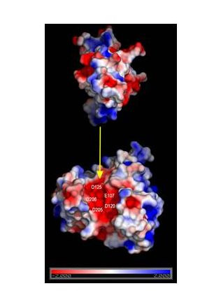 <p>Modelado computaciónal de Alt a 1 con la proteína de defensa del kiwi mostrando la posible zona de interacción (color según potencial electrostático en la superficie de las proteínas). / UPM</p>