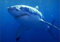 El 42% de los tiburones del Mediterráneo podría desaparecer