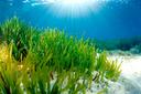 El 58% de las praderas submarinas del planeta se encuentra en declive