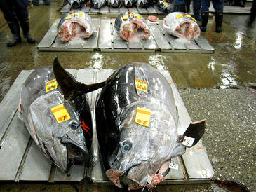 El 88% de los stocks de pesca europeos están sobreexplotados
