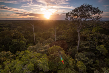 <p>Bosques del Amazonas / Oriol Massana y Adrià López Baucells</p>