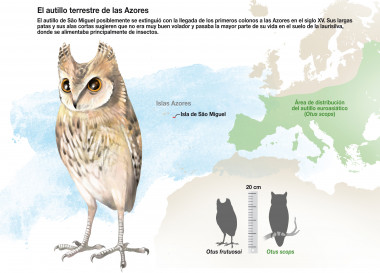 <p><em>Otus frutuosoi </em>phylogenetically related to the<em> <em>Otus scops</em>, </em>or European scops owl. / J. A. Peñas</p>