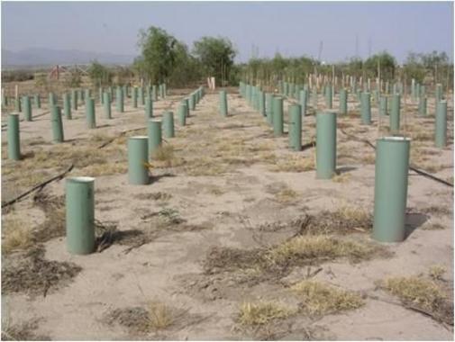 <p>Ensayos de plantación profunda (izq.) y superficial (der.) de arto. / Juan A. Oliet</p>