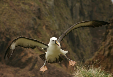 <p>Los petreles gigantes, los fulmares y los albatros son algunas de las aves marinas más vulnerables a los efectos del cambio climático / Vincent Legendre </p>