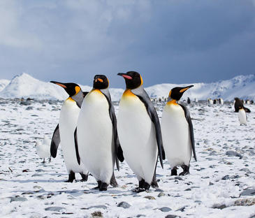 El cambio climático amenaza la supervivencia de los pingüinos de la Antártida
