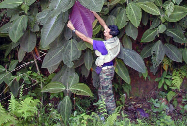 <p>Planta de miconia en el Monte Marau en la isla de Tahití (Polinesia francesa), donde se la considera la peor plaga vegetal de la historia. Debido a su presencia, entre 40 y 50 de las plantas endémicas de la isla han desaparecido. / Eloise Killgore</p>