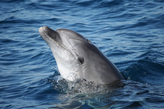 El-cerebro-de-los-delfines-del-mar-de-Alboran-esta-contaminado-por-retardantes-de-llama_image_380.jpg