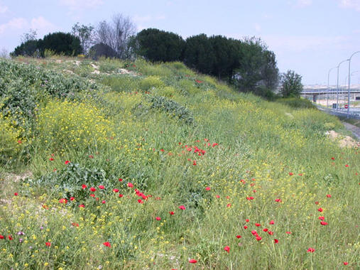 <p><a href="http://plataformasinc.es/index.php/esl/Galeria-multimedia/Imagenes/El-clima-seco-influye-en-la-extension-de-las-plantas-que-crecen-en-los-bordes-de-las-carreteras" target="_self">Plantas que crecen al borde de las carreteras</a>. Foto: SINC / Fernando Valladares.</p>