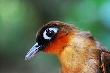 El 'código de barras' genético revela la gran diversidad de aves en la Amazonia