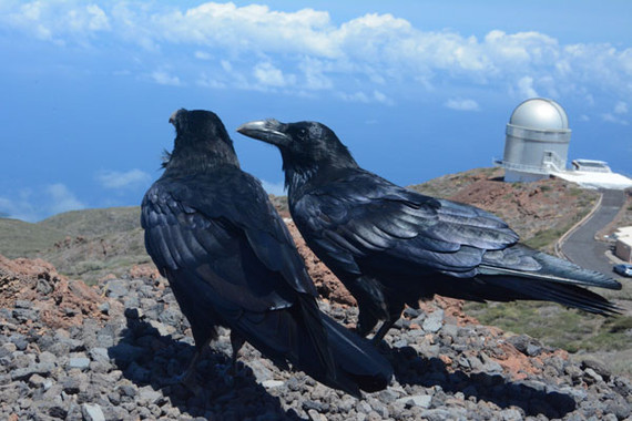 <p>Los cuervos, <em>Corvus corax</em>, son un ejemplo de aves oscuras que ven restringida su área de distribución. En la imagen, dos ejemplares que habitan en zonas altas de la isla de La Palma, en Canarias. Al fondo se puede ver el Roque de los Muchachos / Ismael Galván</p>