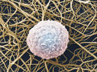 Imagen microscópica de un glóbulo blanco.