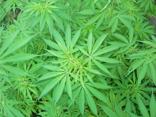 <p>Cannabis (<em>Cannabis sativa</em>). / Deviat (CC BY 2.0)</p>