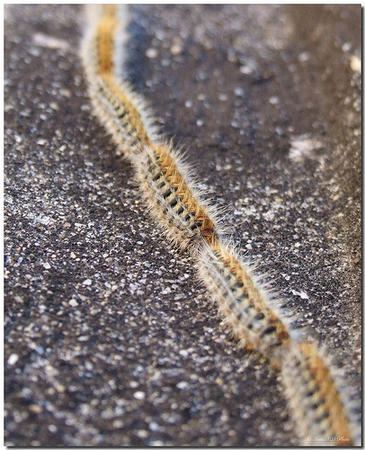 El desarrollo de los pinos está condicionado por insectos y hongos