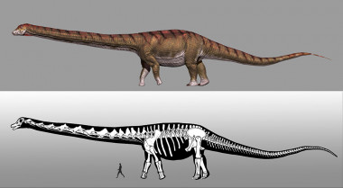 <p>Reconstrucción de <em>Patagotitan mayorum</em>. / Jorge González</p>