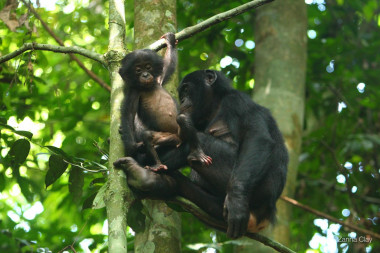 <p>Un bonobo adulto y su cría / Zanna Clay</p>