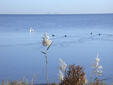 El estado ecológico de la laguna del Mar Menor se deteriorará con el aumento de 3 a 5º C del agua 