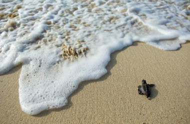 <p>La tortuga boba (<em>Caretta caretta</em>) se encuentra amenazada a escala mundial y es la más abundante en el Mediterráneo. / UB-IRBio</p>