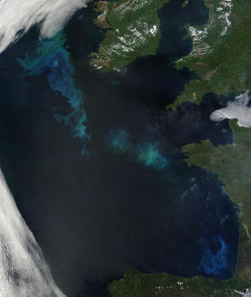 El fitoplancton disminuye en los océanos desde hace un siglo 