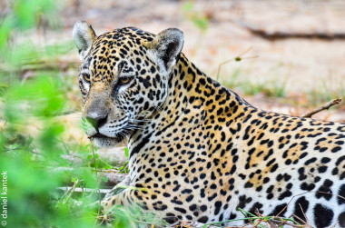 <p>Jaguar salvaje en Pantanal (Brasil). / Daniel Kantek</p>