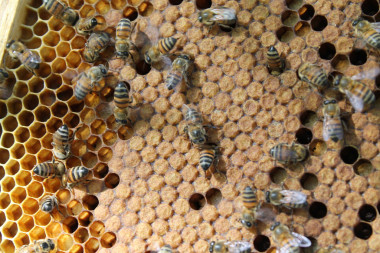 <p>A principios de siglo miles de abejas empezaron a desaparecer de sus colmenas. / UCO</p>