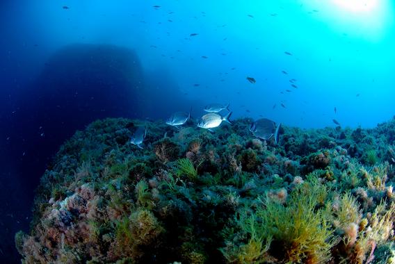 <p>El estudio alerta de que hacen falta decenas de años para recobrar totalmente una población de peces en el Mediterráneo. / Josep Clotas y Marta Cunillera).</p>
