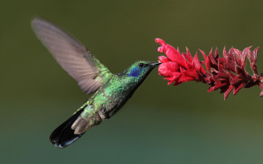 <p>El metabolismo del colibrí es muy acelerado y presenta una gran capacidad para almacenar y quemar grasa con rapidez. / <a href="https://es.wikipedia.org/wiki/Trochilinae#/media/File:Colibri-thalassinus-001-edit.jpg" target="_blank">Wikipedia</a></p>