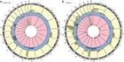 dos tipos de células con diferente composición genética