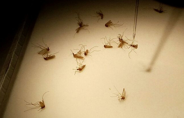 <p>Identificación de los mosquitos. / Fundación Descubre</p>