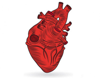 <p>El equipo de investigación analizó los datos del PIB per cápita medio durante los años 2005 a 2014 en relación con la mortalidad cardiovascular general / CSIC </p>