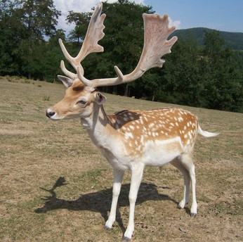 <p>El gamo común (<em>Dama dama</em>) es una de las especies actuales incluidas en el estudio. / B. Navez / Creative Commons</p>