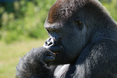 <p>Gorila. / <a href="http://commons.wikimedia.org/wiki/Gorilla_gorilla#mediaviewer/File:Gorilla_port_lympne1.jpg" target="_blank">Wikipedia</a> </p>