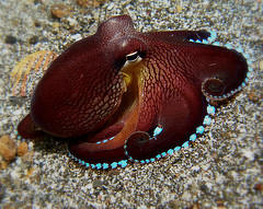 El pulpo es el primer invertebrado que puede manipular herramientas