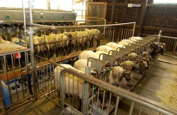 El quitosano es una alternativa  a los antibióticos promotores de crecimiento para rumiantes