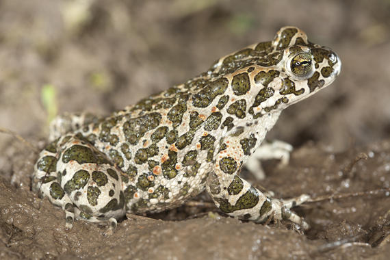 <p>El sapo verde (<em>Bufo viridis</em>) estuvo presente en la Península Ibérica durante el final del Pleistoceno inferior. Foto: F. Deshandol & Ph. Sabine.</p>